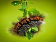 Hra Larva hádanky Caterpillar