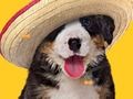 Hra Funny Dog: Hidden Bones 