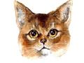Hra Abyssinian Puzzle Challenge