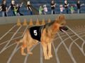 Hra Crazy Dog Racing Fever