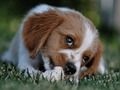Hra Doggy Jigsaw