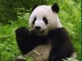 Hra Pandas Puzzle