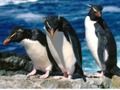 Hra Penguins sklouzne