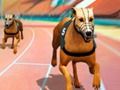 Hra Crazy Dog Racing Fever 