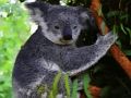 Hra Roztomilé dítě medvěd koala 