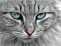 Hra Skládačka Cat Eye 