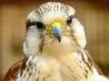 Hra Skládačka Gyrfalcon 