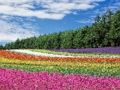 Hra Barevné květinové zahrady Jigsaw 