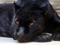 Hra Skládačka Black Panther 