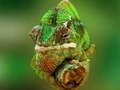 Hra Chameleon Jigsaw