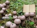 Hra Útěk z houby Lycoperdon 
