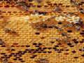 Hra Honey Bees Jigsaw