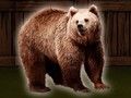 Hra Zachraňte medvěda grizzlyho 