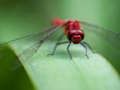 Hra Skládačka Dragon Fly 