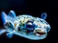 Hra Puffer Fish skládačka