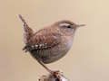 Hra Birdlingo