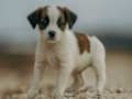 Hra Jigsaw Jack Russell 
