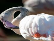 Hra Skládačka Flamingo Bird 