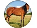 Hra Animal Quiz