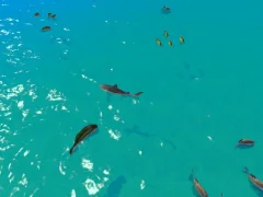 Hra Hungry Shark Hunt