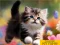 Hra Puzzle Sliding Kittens