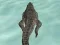 Hra Crocodile Simulator Beach Hunt