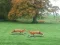 Hra Hunted Fox