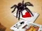 Hra Jumping Spider