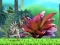 Hra King Julien: Schnapp' die Krone