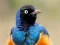 Hra Animal Puzzle: Wildlife & Logic