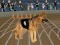 Hra Crazy Dog Racing Fever