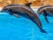 Hra Sea Dolphin Jigsaw