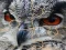 Hra Wild owl Jigsaw