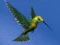 Hra Hummingbird House Escape