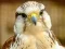Hra Gyrfalcon Jigsaw