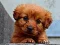 Hra Puppy Puzzle