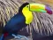 Hra Toucan Bird Jigsaw