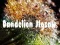 Hra Dandelion Jigsaw