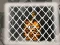 Hra Tiger Escape 1