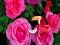 Hra Precious Rose Escape