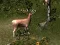 Hra Sniper Hunting Deadly Animal