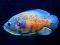 Hra Tiger Fish Jigsaw
