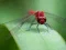 Hra Dragon Fly Jigsaw