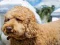 Hra Labradoodle Jigsaw