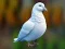 Hra Realistic Pigeon Rescue