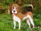 Hra Flower Garden Dog Escape