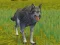 Hra The Wolf: Wild Animal Simulator