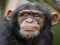Hra Chimpanzee Jigsaw
