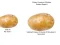 Hra Potato Construct 2 Edition