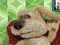 Hra Talking Ben the Dog